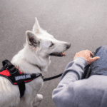 A white dog wearing a "service dog" harness walks beside a person in a wheelchair on a paved surface.