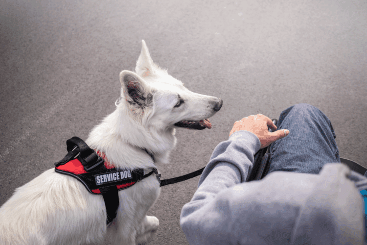 A white dog wearing a "service dog" harness walks beside a person in a wheelchair on a paved surface.